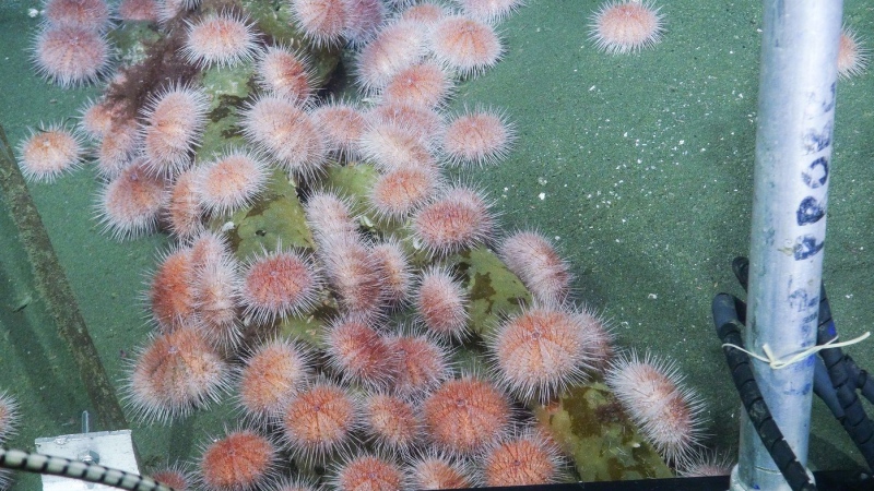 Deepsea fragile pink sea urchin aggregating to feed on decaying seaweed at the Endeavour site during a 2016 expedition, is seen in this image provided February 7, 2023. Pink urchins like these are expanding their territory into shallower B.C. water. Researchers say the movement is a sign of how fast climate change is impacting life in the water. THE CANADIAN PRESS/HO-Ocean Networks Canada