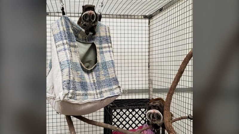This photo provided by the Dallas Zoo shows emperor tamarin monkeys Bella and Finn at the zoo on Wednesday, Feb. 1, 2023. (Dallas Zoo via AP)
