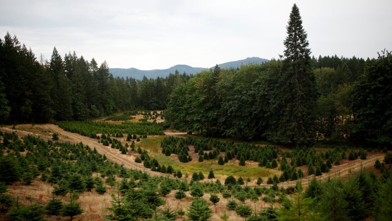 A parcel of land on the Sahtlam Tree Farm is seen, in the Cowichan Valley area of Duncan, B.C., on Saturday, July 31, 2021. (THE CANADIAN PRESS/Chad Hipolito)