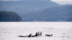 Orcas play in Chatham Sound near Prince Rupert, B.C., Friday, June, 22, 2018. (THE CANADIAN PRESS Jonathan Hayward)