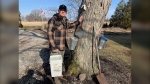 Rob Nadeau, Ruscom Maple Products owner and operator in Essex County said maple tree tapping began a week earlier than usual this year. (Chris Campbell/CTV News Windsor) 