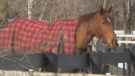 A horse at Irish Creek Stables in Wellington County on Feb. 8, 2023. (CTV News/Tyler Kelaher)