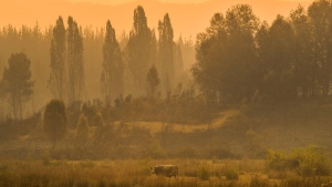 A cow stands in a smoked-filled pasture, caused by wildfires in Santa Juana, Chile, Monday, Feb. 6, 2023. (AP / Matias Delacroix) 