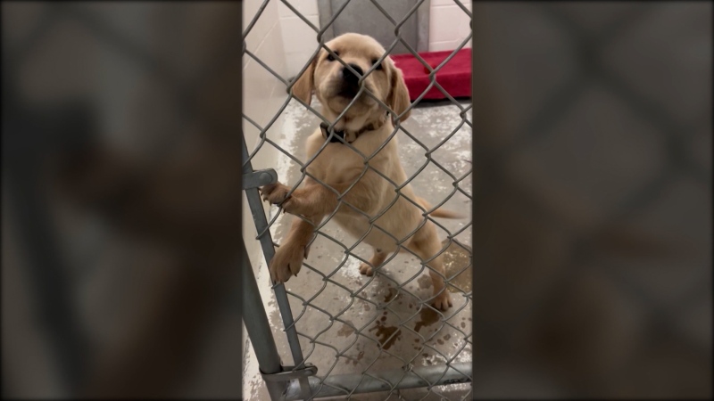 Influx of puppies has SPCA asking for help