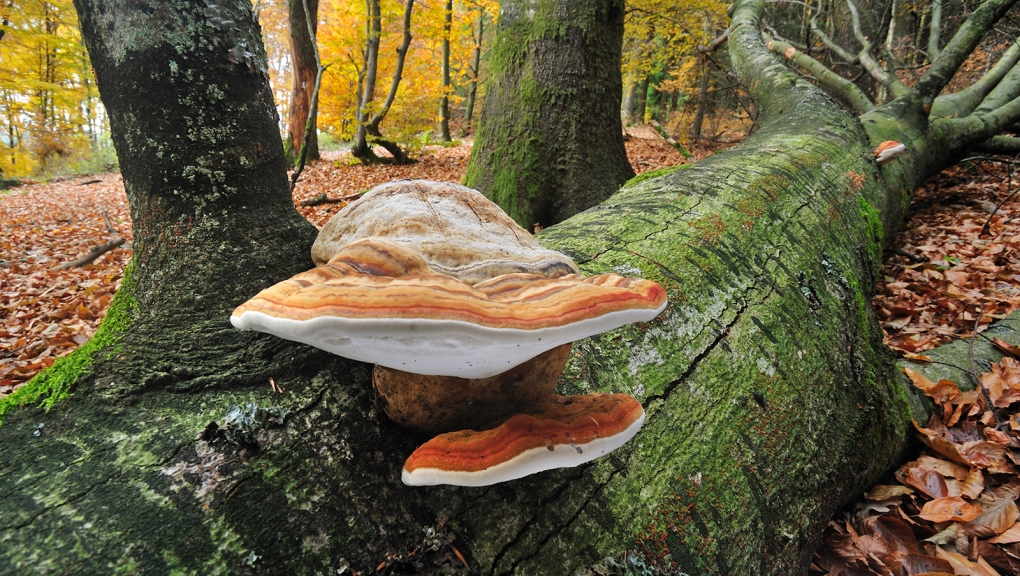 Fungus on a fallen tree trunk in Belgium