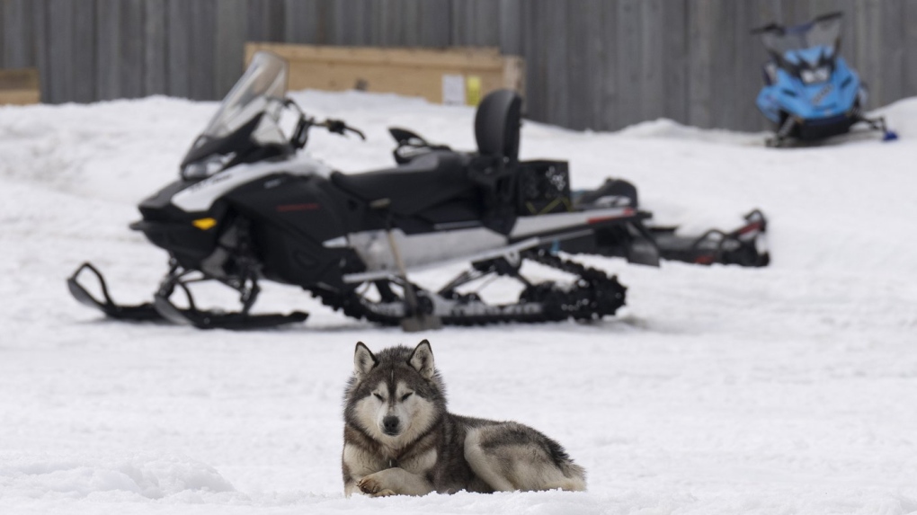 Sled dog with snowmobiles