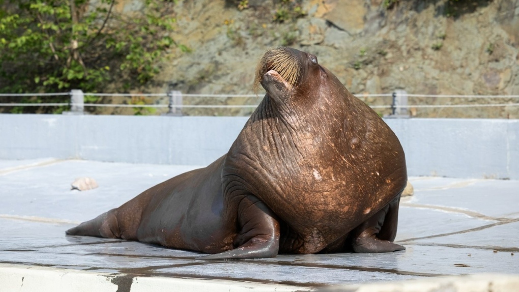 Boris, a 17-year-old walrus