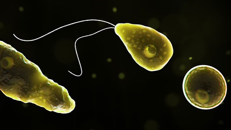 A computer-generated representation of Naegleria fowleri in its ameboid trophozoite stage, in its flagellated stage and in its cyst stage, is pictured here. (Centers for Disease Control and Prevention)