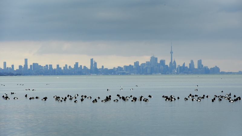 Birds swim in the waters of Lake Ontario as the Toronto skyline looms in the background in Mississauga, Ont., on Jan. 24, 2019. (THE CANADIAN PRESS/Nathan Denette)