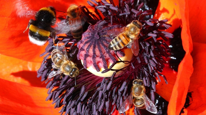 Honey bees and ground bumblebees fly with thick purple pollen pouches to the flower of a corn poppy, also called poppy or corn rose, to obtain nectar in Berlin, Germany, Tuesday, June 7, 2022. (Wolfgang Kumm/dpa via AP)