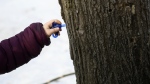 A spile is placed into a maple tree after drilling a hole into it, at a sugar bush in Ottawa on Saturday, March 13, 2021. THE CANADIAN PRESS/Justin Tang
Justin Tang