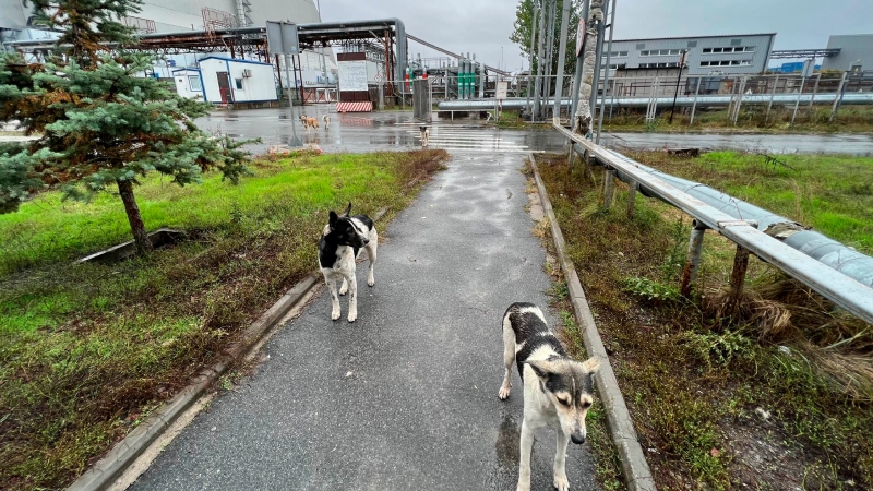 This photo taken by Timothy Mousseau shows dogs in the Chernobyl area of Ukraine on Oct. 3, 2022. More than 35 years after the world's worst nuclear accident, the dogs of Chernobyl roam among decaying, abandoned buildings in and around the closed plant – somehow still able to find food, breed and survive.(Timothy Mousseau via AP) 
