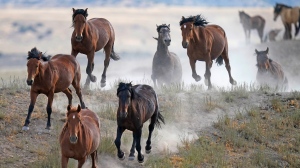 Free-ranging wild horses gallop from a watering trough on July 8, 2021, near U.S. Army Dugway Proving Ground, Utah. (AP Photo/Rick Bowmer)