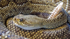 A Calgary man faces charges after he went into a bank and demanded cash, telling staff he had a poisonous snake. (Pexels)