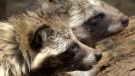 Raccoon dogs are seen at a cage in Tokyo's Ueno zoo Saturday, May 24, 2003. (AP Photo/Chika Tsukumo, File)
