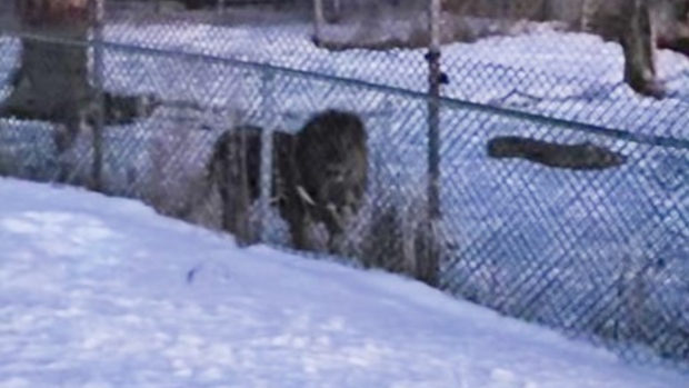 A lion behind a fence at Jungle Cat World in Clarington, Ont. as seen in a video posted to social media on March 8 (Patlapetite).
