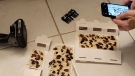 Cockroach traps removed from the walls of a Crescent Place condo on February 27, 2023.