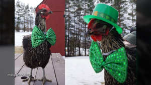 Sadly, Carol the chicken is no longer with us but we will always have this St Patty's Day memory. (Brenda Pilon/CTV Viewer)