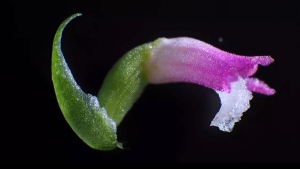 New species of orchid discocvered 