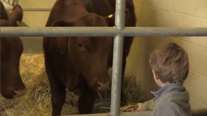 A child seen feeding a cow on March. 18 during the University of Guelph's College Royal. (CTV Kitchener)