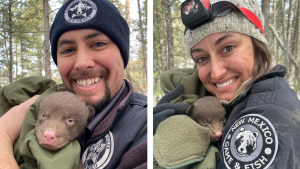 New Mexico conservation officers show what it could be like working as a professional bear hugger in the U.S. state. (New Mexico Department of Game and Fish / Facebook) 