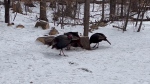 Wild turkeys on the Mud Lake Trail in the Britannia Conservation Area. (Shaun Vardon/CTV News Ottawa)