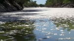 Massive fish die-off in Australian river