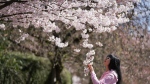 A woman holds a branch on a cherry blossom tree in full bloom as a person with her takes photographs, in Vancouver, on Tuesday, April 5, 2022. (THE CANADIAN PRESS/Darryl Dyck)