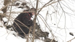 Water samples are collected in a stream close to Gull Lake in Muskoka on Mon., March 20, 2023. (CTV News/Molly Frommer)