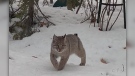 Video shows rare Sault Ste. Marie bobcat sighting. March 20/23 (Jennifer Sarlo)