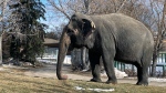 Lucy the elephant at the Valley Zoo. (Alison MacKinnon/CTV News Edmonton)