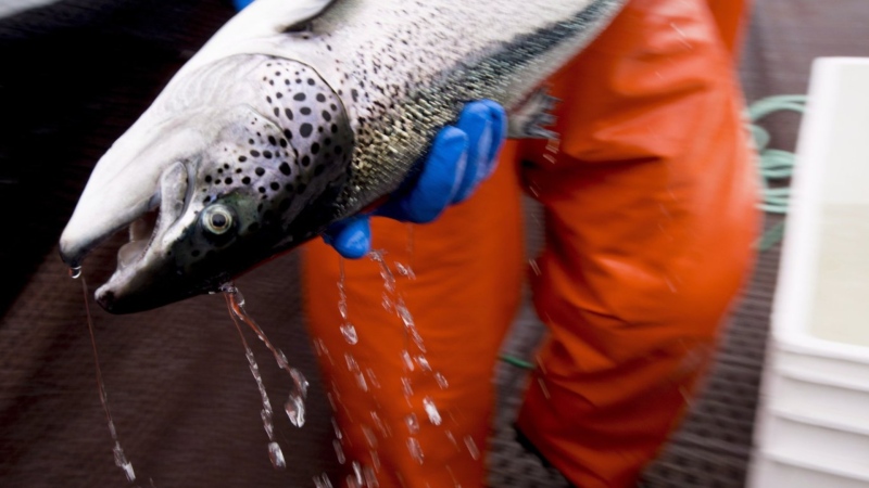 An Atlantic salmon is seen at a fish farm near Campbell River, B.C. Wednesday, Oct. 31, 2018. A British Columbia salmon farming company is seeking to challenge in court the federal government's decision not to renew the licences for its open-net Atlantic salmon farms off Vancouver Island.THE CANADIAN PRESS /Jonathan Hayward