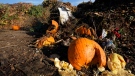 Pumpkins, along with garden waste and other organic waste, await composting at the Anaerobic Composter Facility in Woodland, Calif., Tuesday, Nov. 30, 2021. (AP Photo/Rich Pedroncelli)