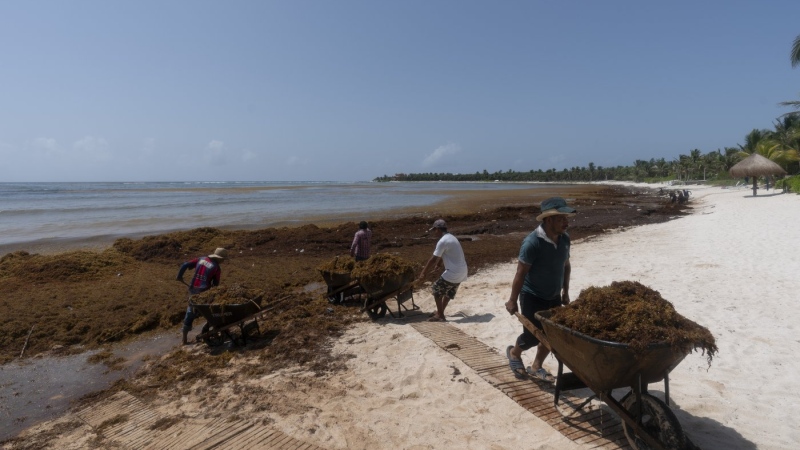 Workers, who were hired by residents, remove sargassum seaweed from the Bay of Soliman, north of Tulum, Quintana Roo state, Mexico, Aug. 3, 2022. (AP Photo/Eduardo Verdugo, File)