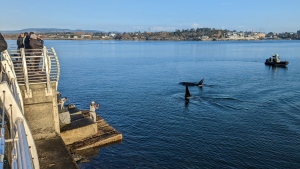 The orcas were spotted swimming near the shore around 8:30 a.m. and breaching the ocean's surface right next to Victoria's Ogden Point breakwater. (Kayleigh Rees)