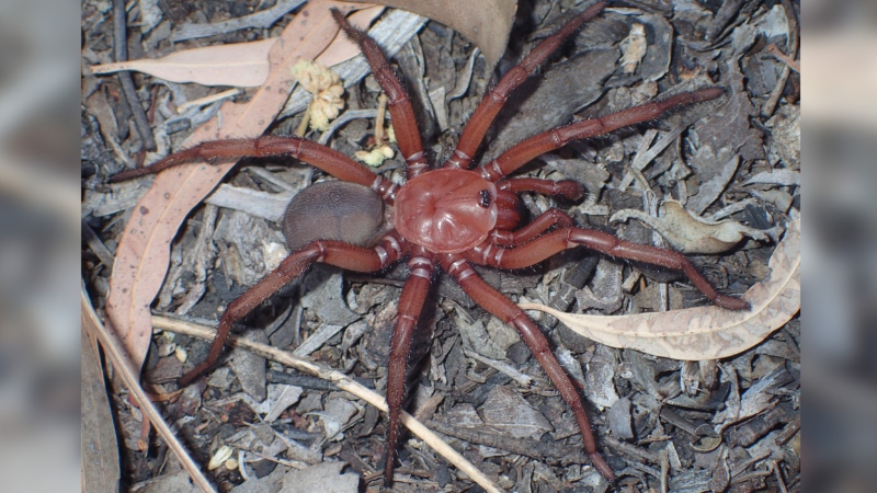 The Euoplos dignitas specimen sits in its habitat in Queensland, Australia. (Michael Rix)