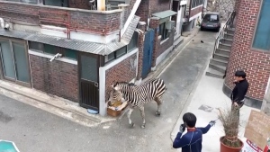 This image taken from a Seoul Gwangjin Fire Station video handout shows a zebra walking on a Seoul street. 
