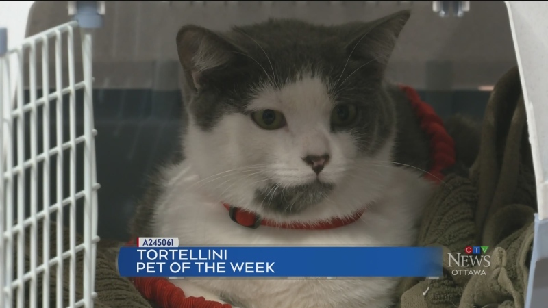 Pet of the week: Tortellini