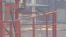 A peregrine falcon outside the CTV Kitchener studio on Mar. 21, 2023.