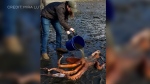 Young girl helps save Octopus stranded on beach