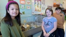 Two new students in Mrs. Hall’s fourth grade class at Beaverbrook School in Moncton, N.B., have four legs instead of two and are guinea pigs instead of human.