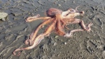 Young girl saves stranded octopus