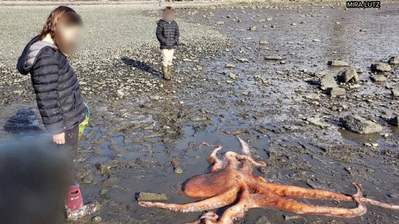 Young girl rescues giant Pacific octopus stranded 