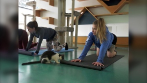 The Regal Cat Cafe hosted its weekly Yoga with Kitties class Saturday, a chance for cat-lovers to strike a pose with an adoptable animal.  