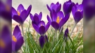 Purple crocuses are starting to bloom in Ontario in this viewer-submitted image from March 2023. (Source: Helen Thompson)