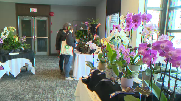 The three-day event at the Breezy Bend Country Club featured educational talks and seminars on how to re-pot and re-bloom your orchids. (Source: Dan Timmerman, CTV News)