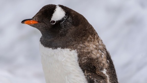 Gentoo penguins are proving to be more adaptable to climate changes. (Evelio Contreras/CNN)