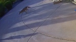 WARNING: Coyote attacks child in Arizona 