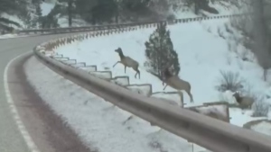 Elk herd crosses New Mexico highway