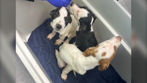 Four puppies named Parsnip, Artichoke, Turnip and Fennel found on the side of a highway just outside La Salle on March 22, 2023. (Source: Manitoba Underdogs Rescue)